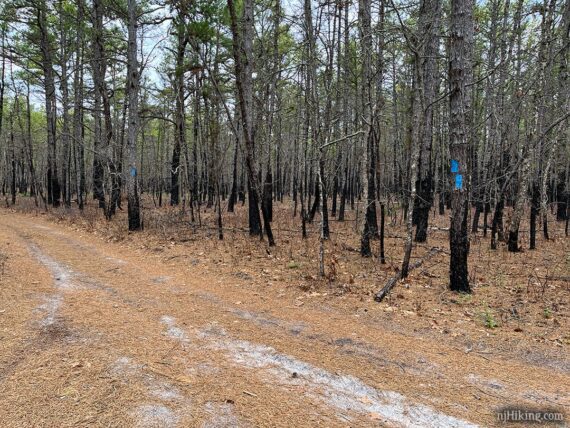 Camp connector trail and burned pine trees.