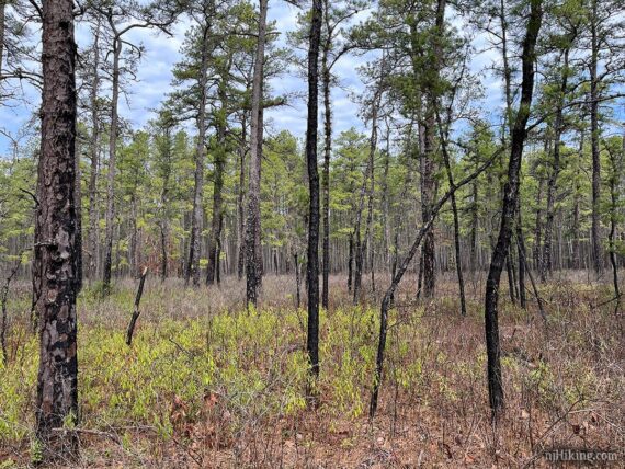 Burnt pine trees.