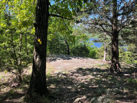 Yellow trail markers on a tree when approaching a viewpoint.