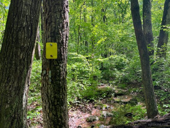 Yellow trail marker on a tree trunk next to a wet rocky trail.