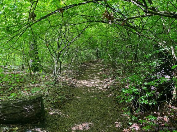 Vegetation creating a tunnel over the trail.