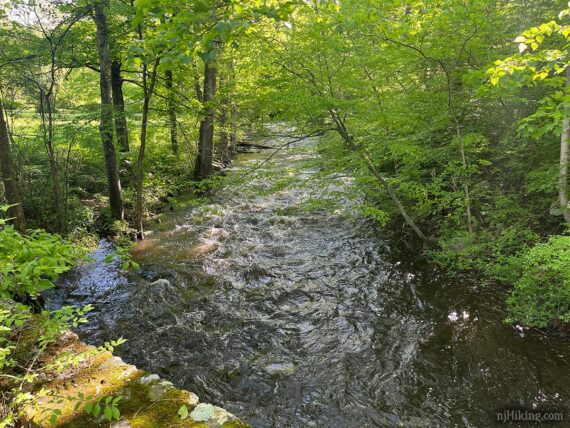 Viewing Ringwood Creek from a bridge.