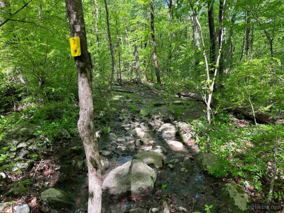 Rocky wet section of the yellow trail.