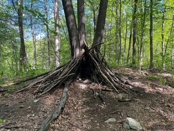 Sticks stacked against a tree in a teepee formation.