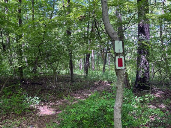 White and red trail markers on a tree.