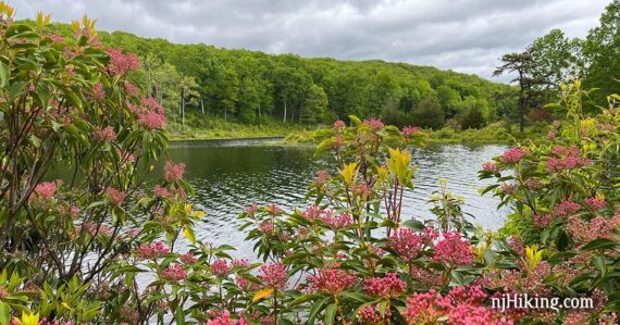 Blue Mountain Lake surrounded by pink mountain laurel.