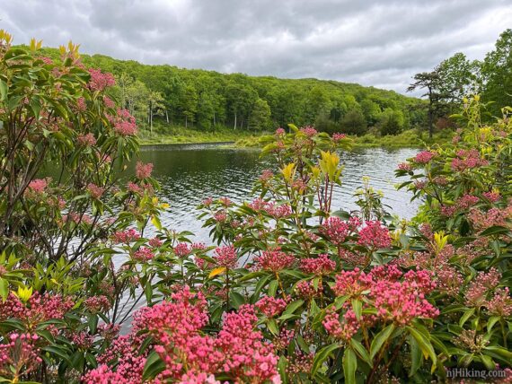 Pink mountain laurel blooms in front of Blue Mountain Lake.