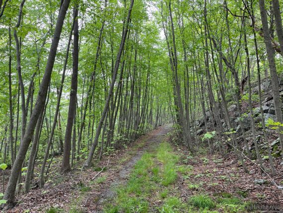 Blue Mountain Lake Trail follows a wide woods road.