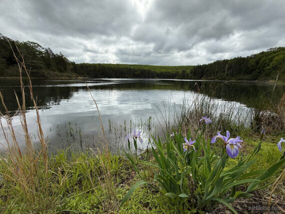 Hemlock Pond with a purple flower in the foreground.