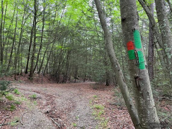 RED and GREEN trail markers on tree.