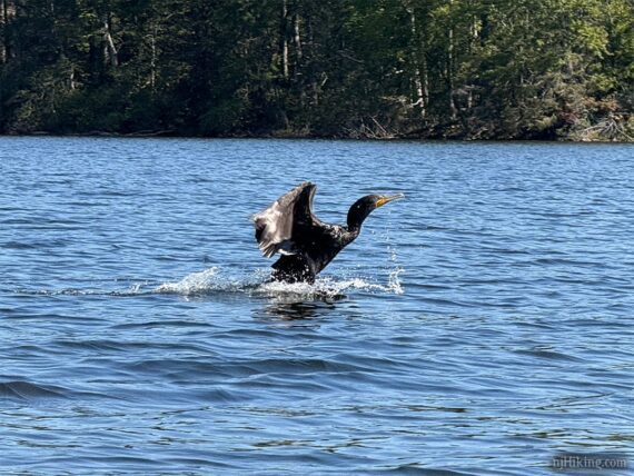 Cormorant taking off from a lake.