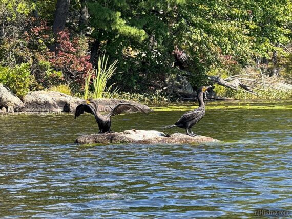 Pair of cormorants sitting on rocks.
