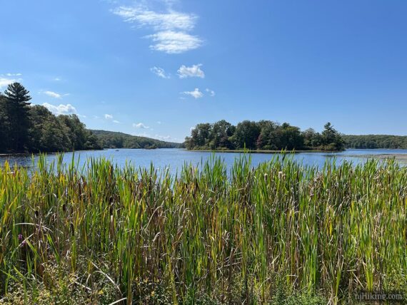 Tall grasses at the edge of Lake Wawayanda.