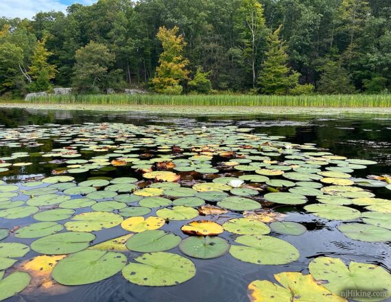 Lily pads on a lake.