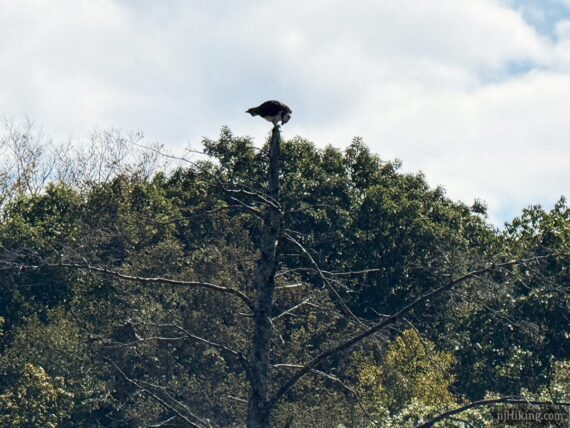Osprey on top of a dead tree eating something.