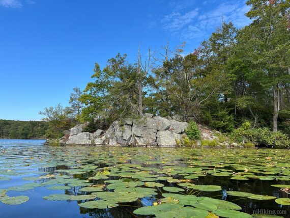Lily pads along a rocky shoreline.