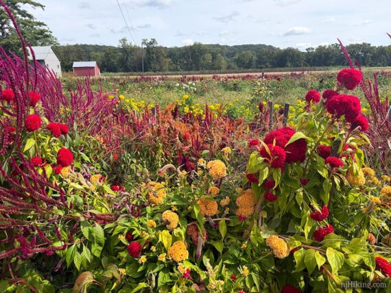 Brightly colored fall flowers at a farm.