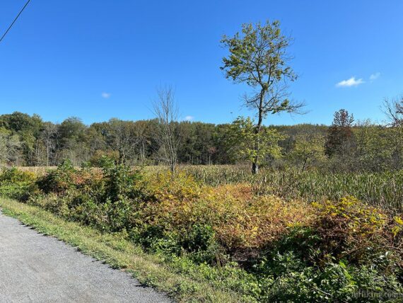 Union Transportation Trail low color foliage.