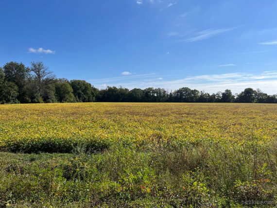 Bright yellow foliage along the Union Transportation Trail.
