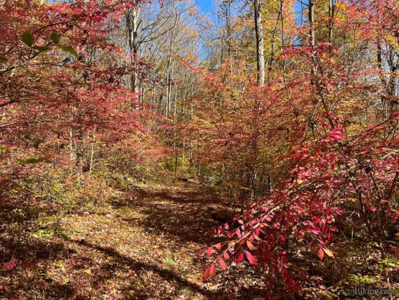 Bright red foliage over a trail.