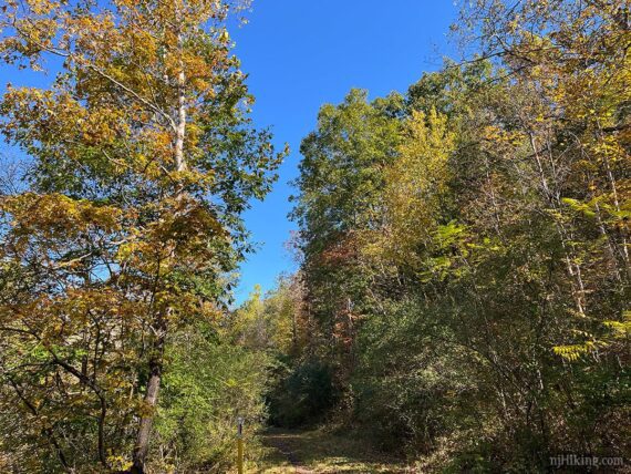 Great Valley Trail foliage.