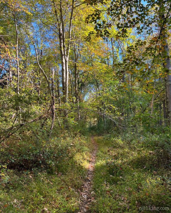 Overgrown and narrow Great Valley Trail.