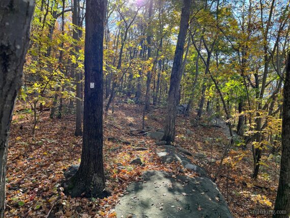 White marker on a tree next to a trail.