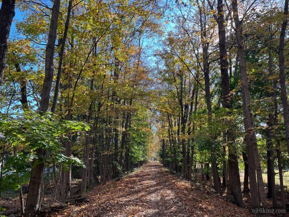 Paulinskill Valley trail foliage.