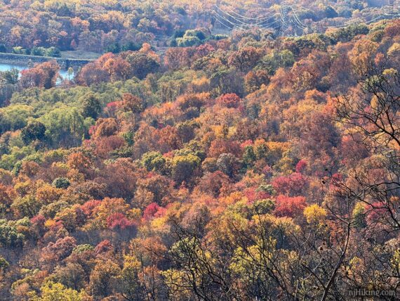 Zoom into fall foliage.