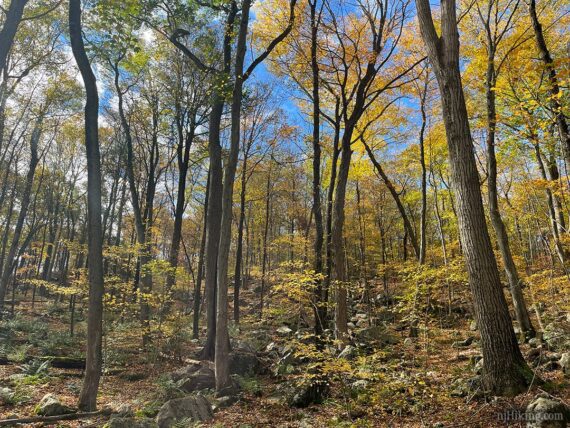 Rocky area with bright yellow foliage overhead.