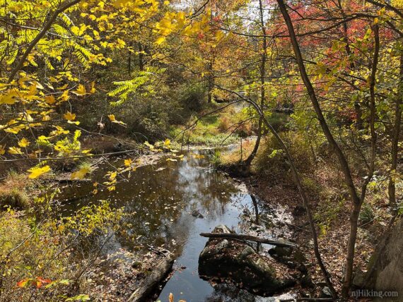 Foliage over a small stream.