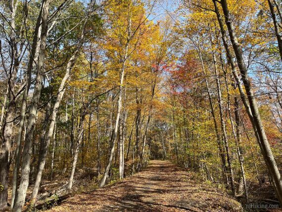 Wide flat rail trail with bright yellow foliage overhead.