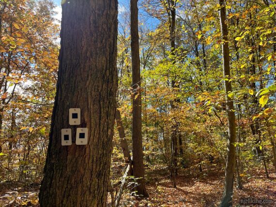 Black square on white trail markers on a tree.
