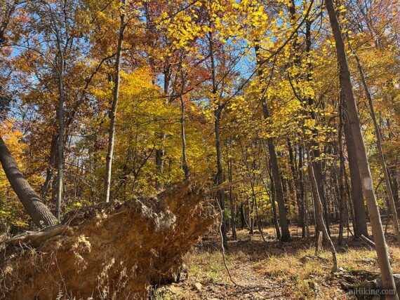 Fall foliage at Goat Hill.