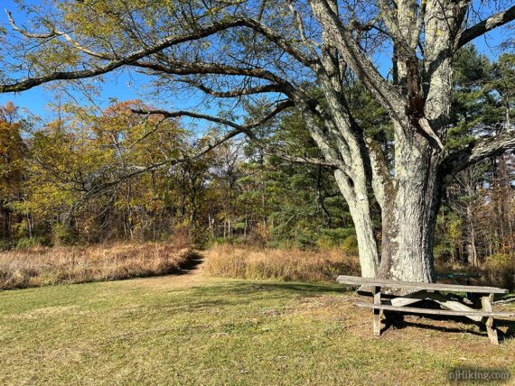 Large tree near a picnic table.