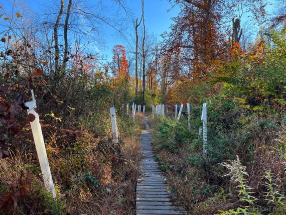 Tree planting tubes along a trail.