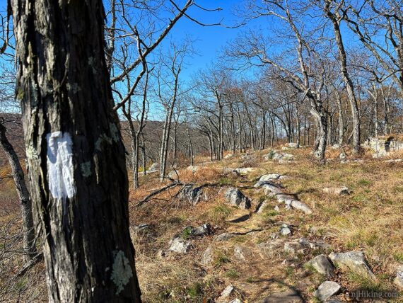 White blaze on a tree.