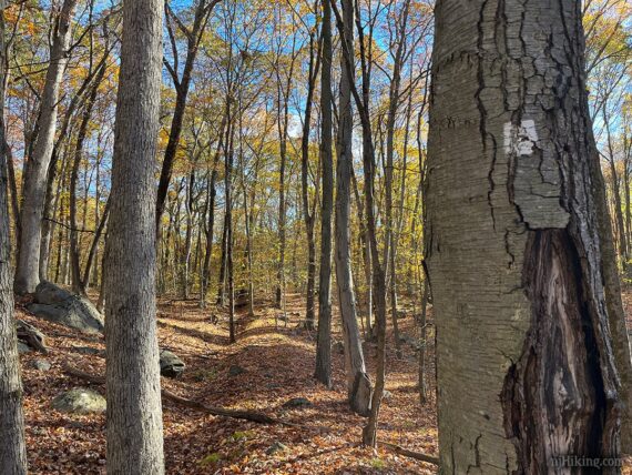 Trail following a berm.