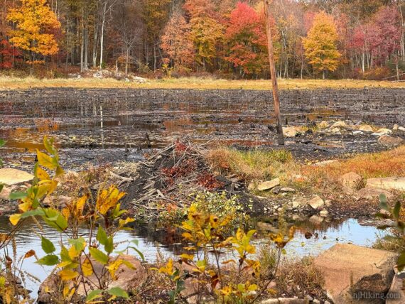 Beaver lodge surrounded by fall foliage.