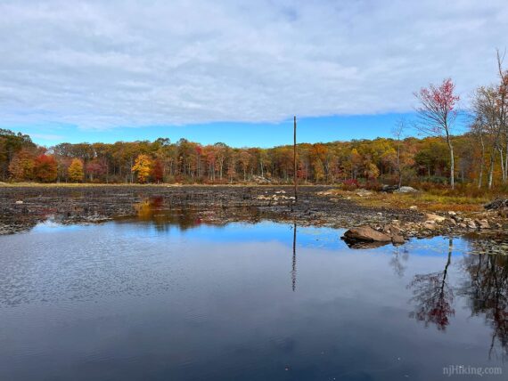 Beaver pond.