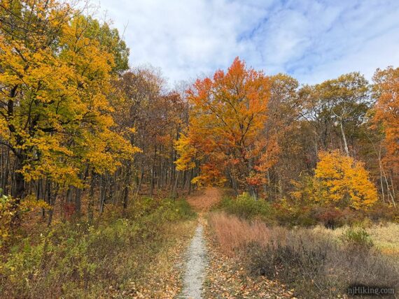 Dirt trail surrounded by bright fall foliage.