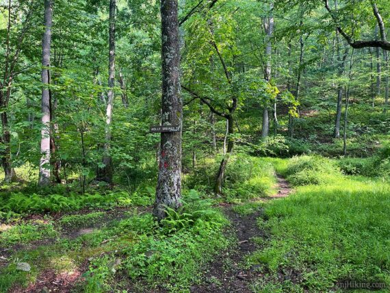 Holly Springs Trail.