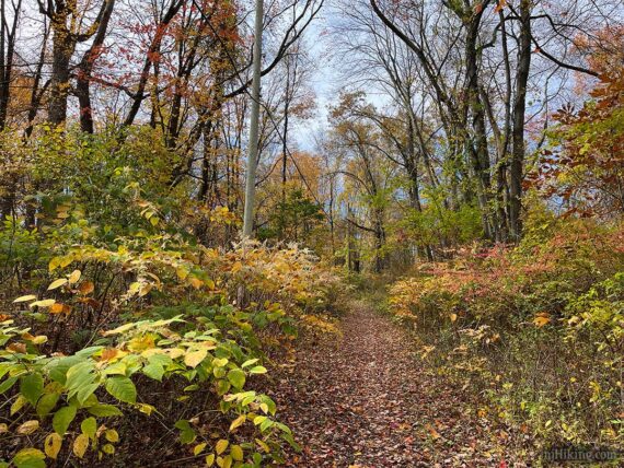 Wide trail under old power lines.