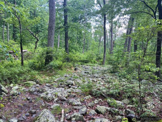 Very rocky trail.