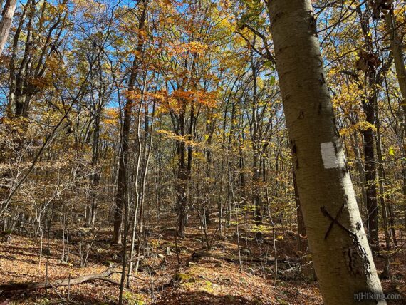 White blaze for four Birds Trail on a tree.