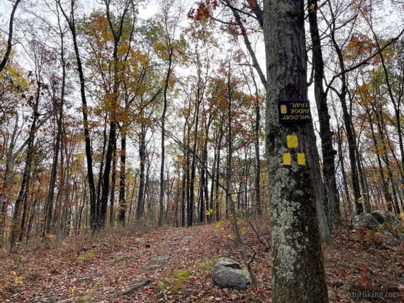 Start of the yellow Wildcat Ridge trail.