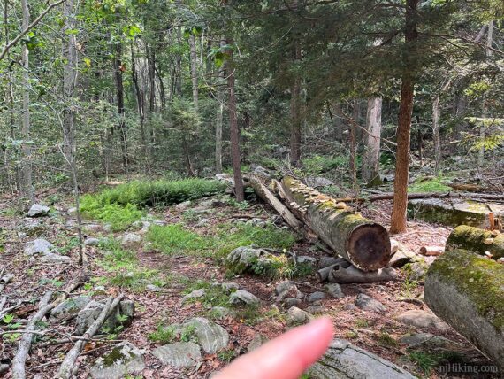 Trail turns through a cut tree.