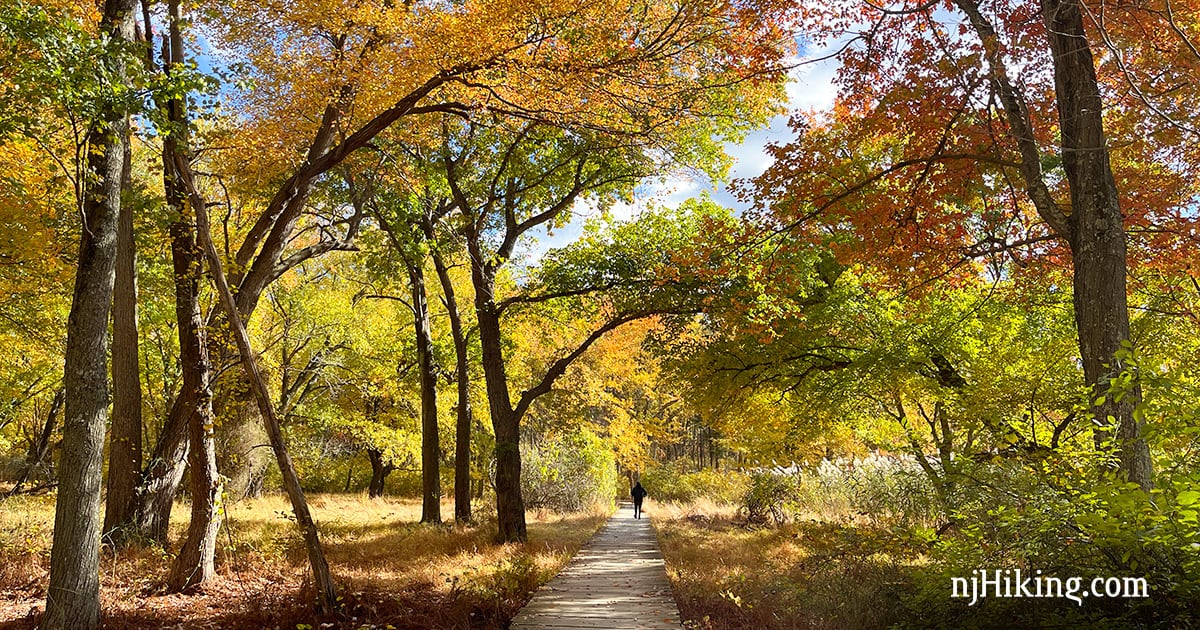 Hiker on a long boardwalk trail surrounded by rust and gold foliage.