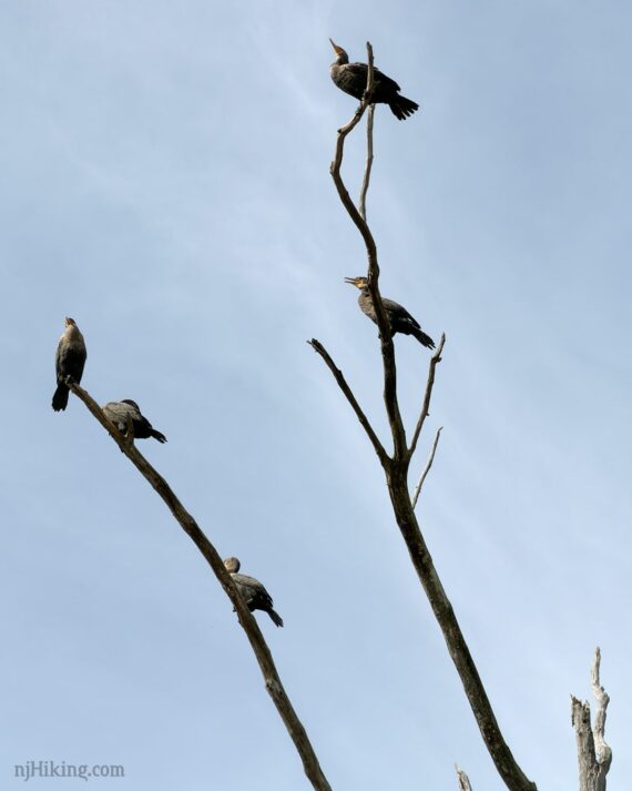 Cormorants in dead tree.