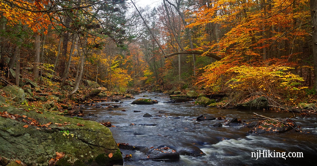 Bright yellow and orange leaves hanging over a rock filled stream.